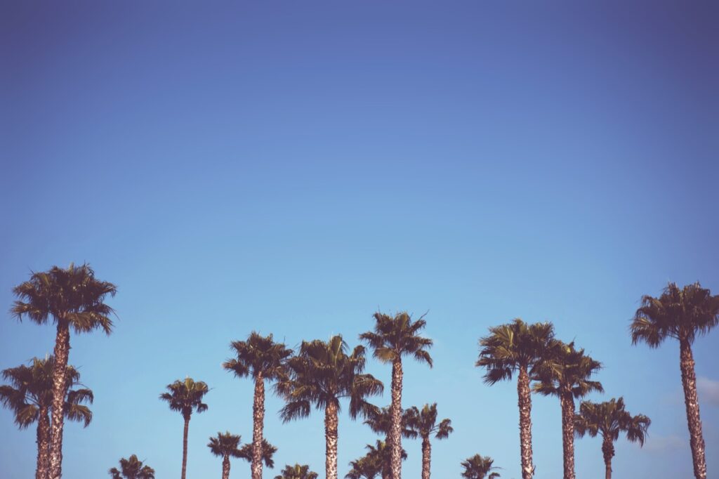 Palm trees with blue skies above them