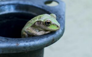 frog sitting in a pot
