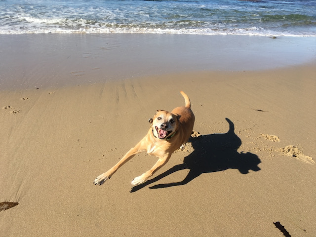 my dog Zoe running at the beach